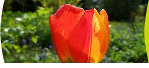 tulpe Burnout?  Wohlbefinden stärken