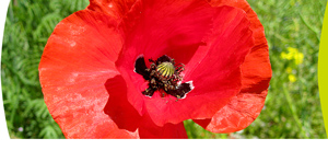 mohn