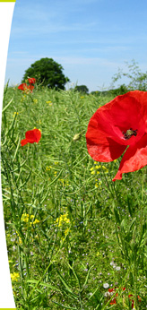 mohn auf wiese